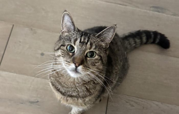 Salt Water Taffy the cat sitting on the floor